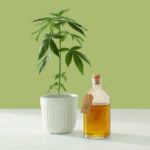 Using-high-CBD-cannabis-oil