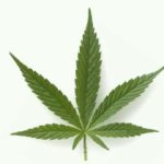 Cannabis