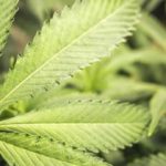 The-term-marijuana-was-coined-in-the-1900s