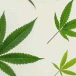 Cannabis-lead-to-the-discovery-of-the-ECS