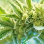 Knowledge-of-the-ECS-has-paved-the-way-for-medical-cannabis
