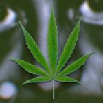 Worst-Things-About-Cannabis