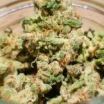 Best-High-CBD-Strains-For-Patients