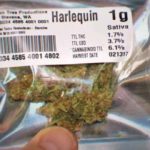 harlequin