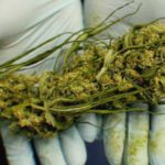Butt-With-THC-and-CBD