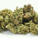 Buds