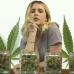Budtender