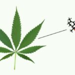 Cannabinoids