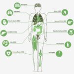 Endocannabinoid-System