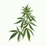 Hemp