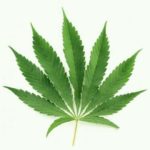 Indica