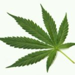 Marijuana