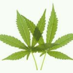 Pot