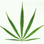 Sativa