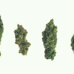 How to choose the best strain for you