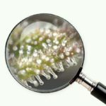 Trichome