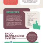 Why-Humans-Benefit-from-Cannabidiol-Infographic