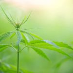 Young-cannabis-plant