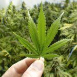 11-famous-cannabis-advocates-out-to-help-patients