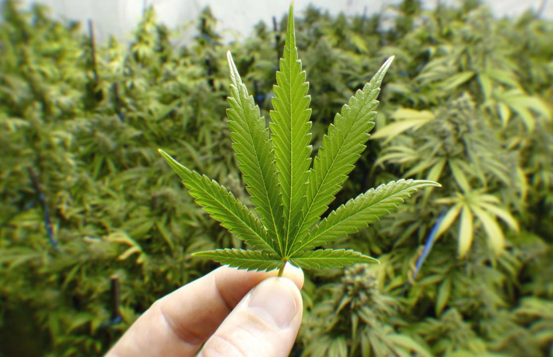 11 Famous Cannabis Advocates Out To Help Patients