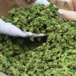 17-quotes-that-explain-why-it-is-impossible-to-overdose-on-cannabis