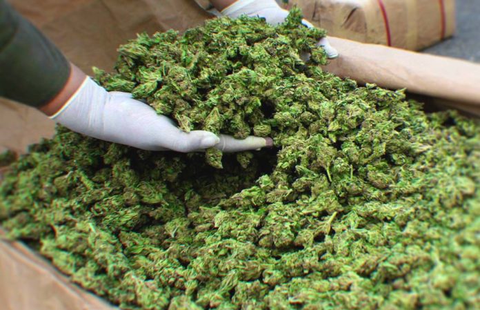 17 Quotes That Explain Why It Is Impossible To Overdose On Cannabis