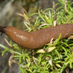Deadly Rat Lungworm infection strikes in Hawaii, 3 cases confirmed
