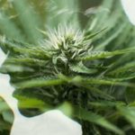 Does-marijuana-cause-lung-cancer