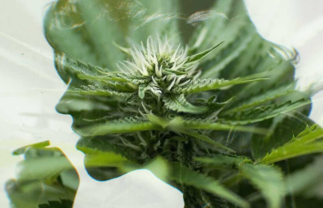 Does Marijuana Cause Lung Cancer?