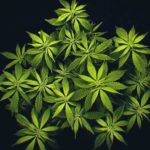 Grow-medicinal-marijuana-at-home-with-a-grow-box