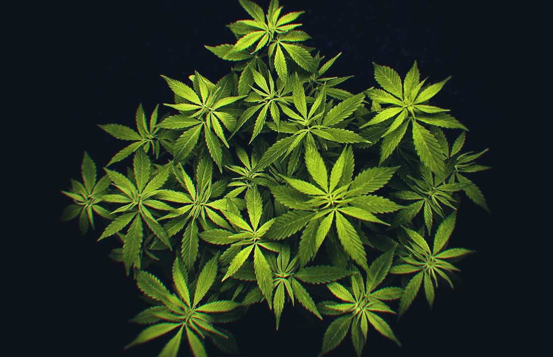 Grow Medicinal Marijuana At Home With A Grow Box