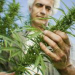 How-cannabis-treats-Alzheimer