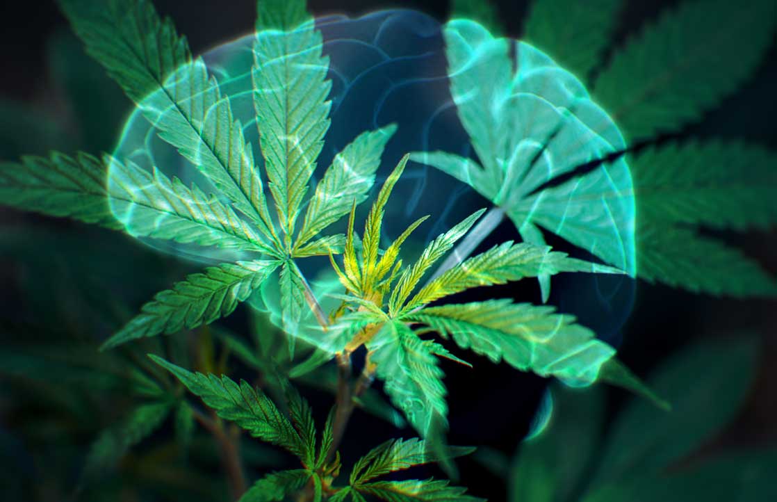 How cannabis treats Parkinson’s disease