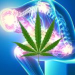 How-cannabis-treats-chronic-pain