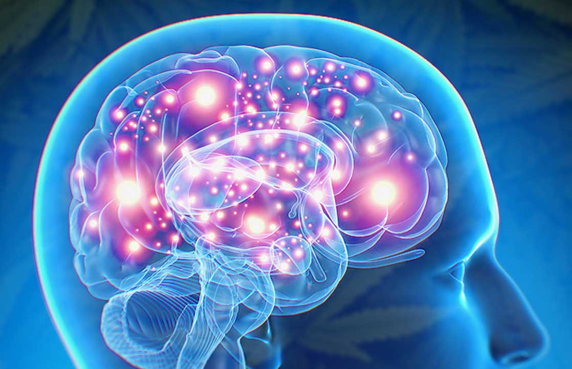 How Cannabis Treats Epilepsy