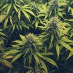 How-to-choose-the-best-grow-box-to-cultivate-cannabis-at-home