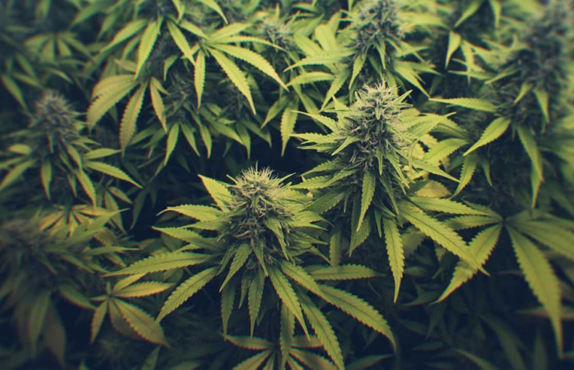 How To Choose The Best Grow Box To Cultivate Cannabis At Home