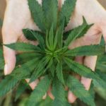 Marijuana-for-palliative-care
