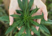 Marijuana For Palliative Care: Interview With Hospice Doctor