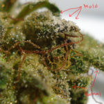 Moldy-Weed-1