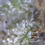 Moldy-Weed-3