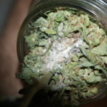 Moldy-Weed-4