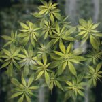 Musings-of-a-Middle-Aged-Marijuana-Novice