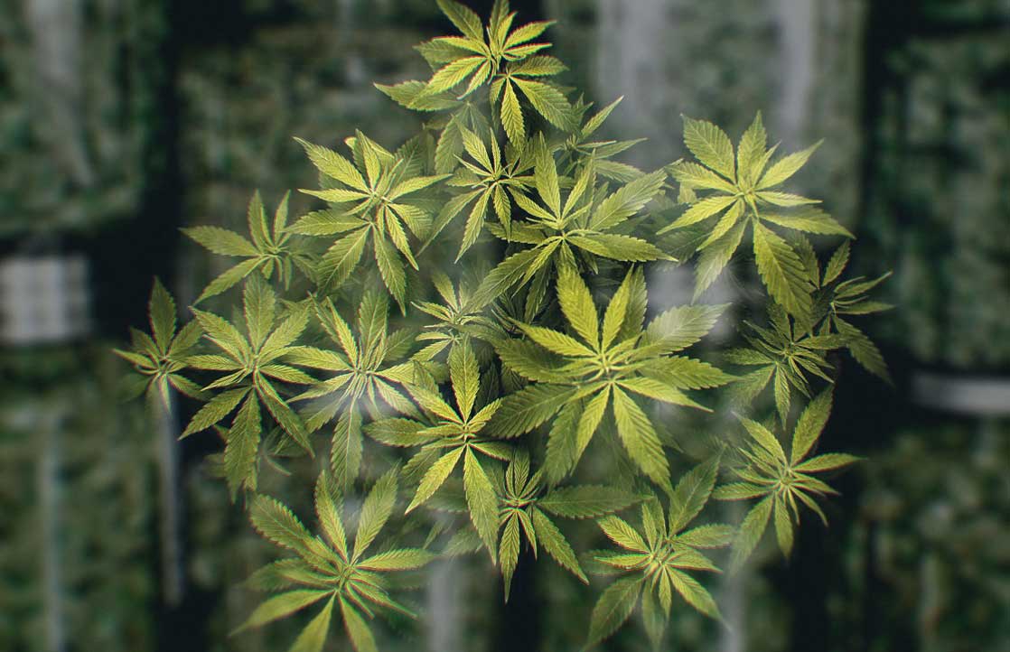 Musings of a Middle-Aged Marijuana Novice