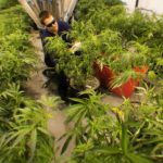 NJ-veterans-seek-medical-cannabis-for-PTSD