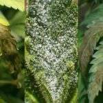 Protecting-your-cannabis-from-mold-How-to-spot-it-and-prevent-it