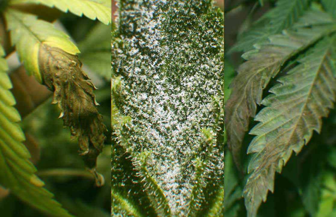 Protecting Your Cannabis From Mold: How To Spot It And Prevent It