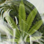 Tackling-chronic-pain-with-cannabis