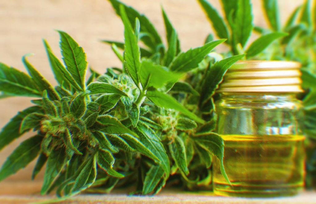 Which Herbs Interact With Cannabis?