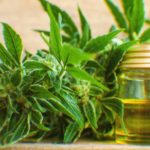 Which-herbs-interact-with-cannabis
